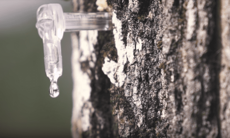 The Magic Of Maple – Omni Hotels Content Campaign